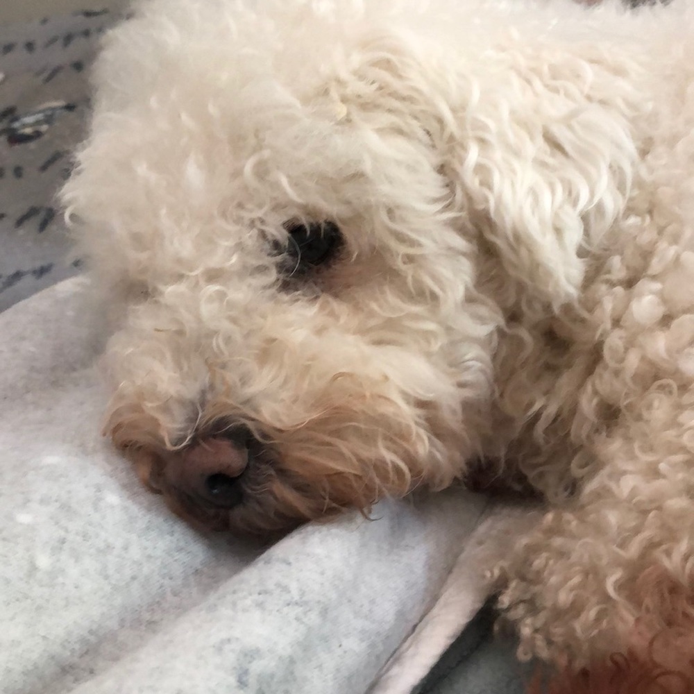 Meet your Posher, Donna